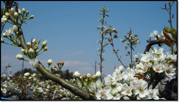 純白の小さな花びらが成る梨の木の写真