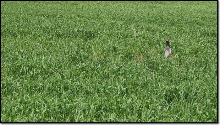 緑一面の芝生の上を動く一匹のキジの写真