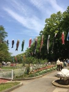 お花が咲いた公園にたくさんのこいのぼりが泳いでいる様子の写真