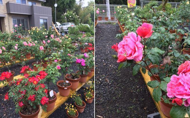 たくさんの赤やピンクの薔薇が植木鉢に咲いている2枚の写真