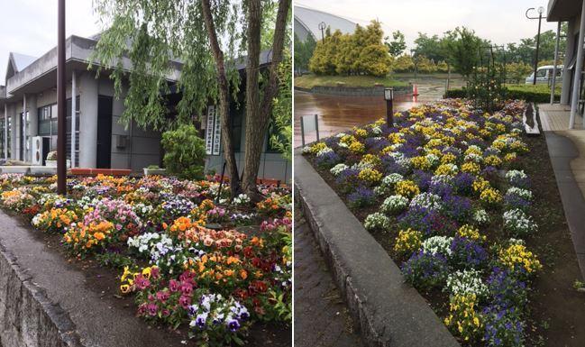 建物の外の花壇に赤や黄色や紫などのカラフルなお花が咲いている2枚の写真