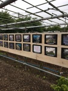 大きな木の板に桜の写真がたくさん飾られている写真