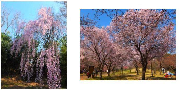 ピンク色の綺麗なしだれ桜の写真