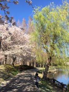 湖面に添う道で鮮やかに咲く桜と歩く子供の写真