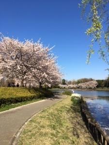 雲一つない青空と湖沿いに咲く満開の桜の写真