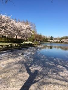 雲一つない青空と満開の桜、桜の大きな陰が美しい写真