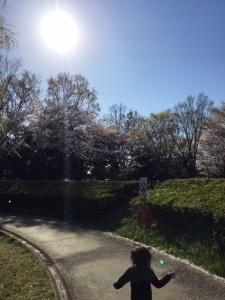 葉桜と植樹沿いの道を歩く子供の写真