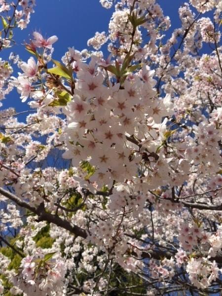青空と画面いっぱいに咲き誇る桜の写真