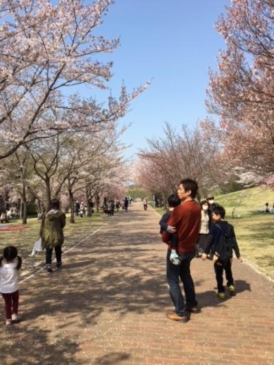 沿道の桜並木を家族連れで楽しみながら散歩している様子の写真