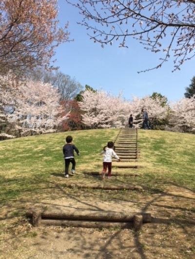 階段のある桜が満開の緩やかな丘を目指して走り出す2人の子供たちの写真