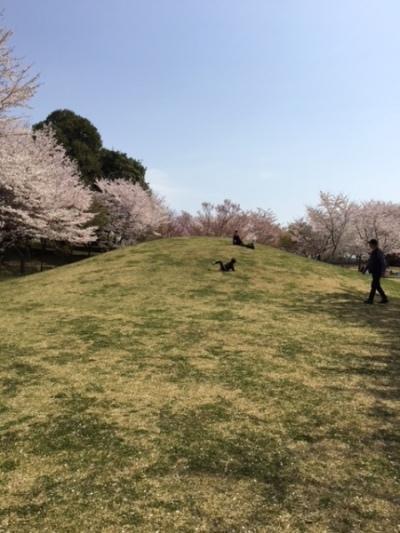 満開の桜が咲く丘の上で、寝転がって降りてくる様子の写真
