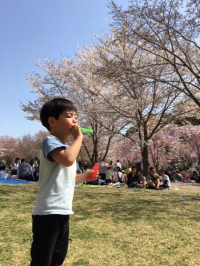 満開の桜の下でお花見を楽しむ人々と、手前にはシャボン玉で遊ぶ1人の少年の写真