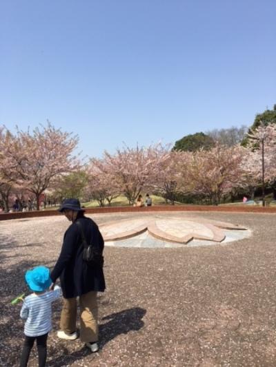 桜が満開の公園内で、仲良く手をつなぐ親子の写真