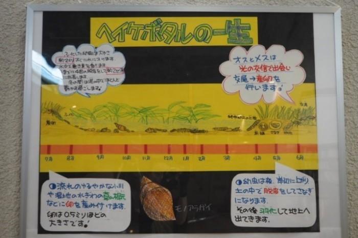 ヘイケボタルの一生についての手作り資料の写真