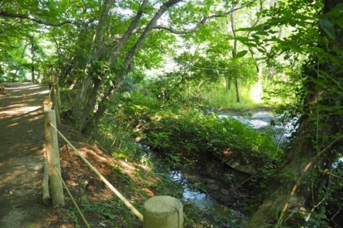 雑木林に囲まれた散策路から見える森の中の沼地の写真