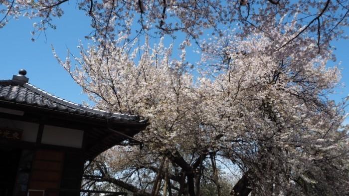 東光寺の横にある蒲ザクラが満開の写真