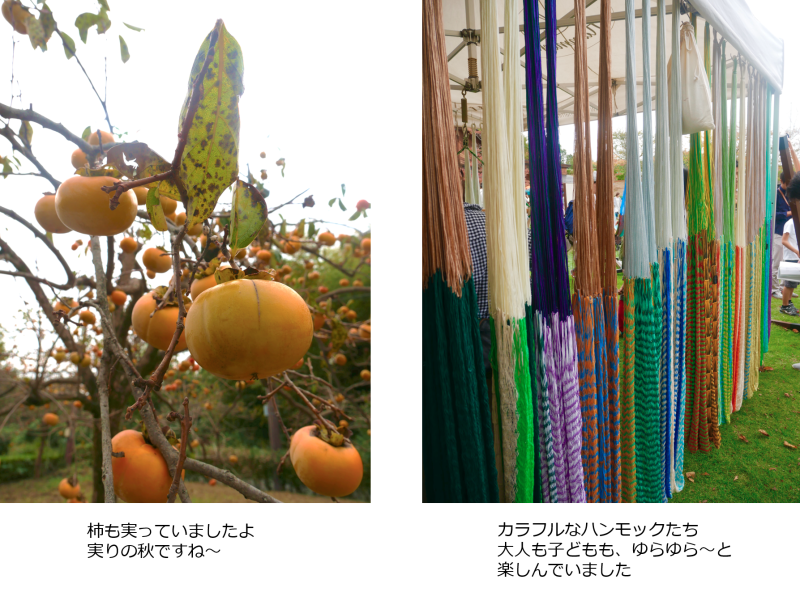 数多く実る柿と、カラフルなハンモックが並んで展示されている写真