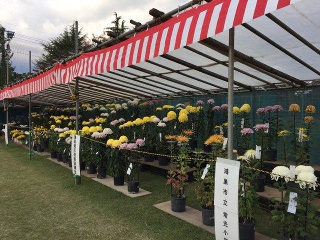 芝生上に木の板をおいて3段に展示された菊の写真