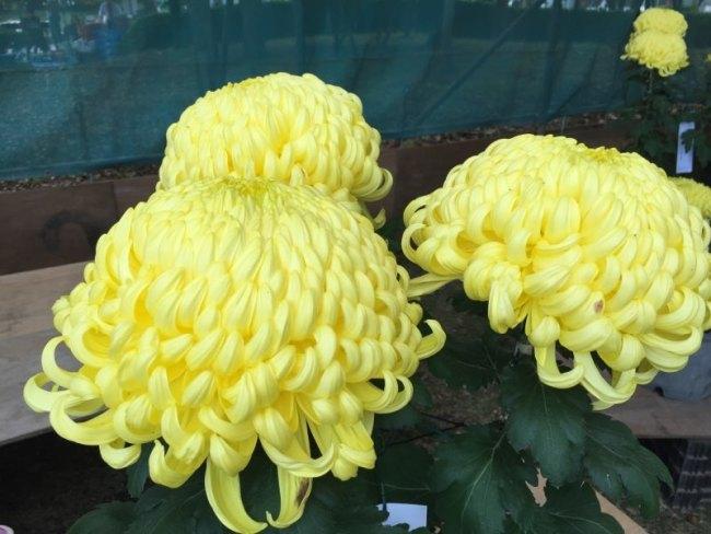 黄色の菊の花が3つアップで写った写真
