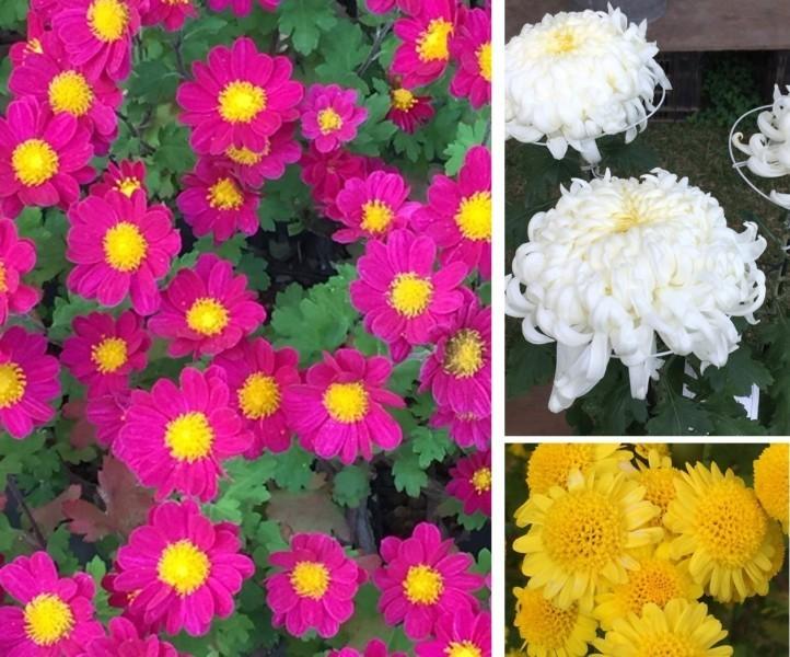 ローズピンクや白・黄色の鮮やかな菊の花の写真