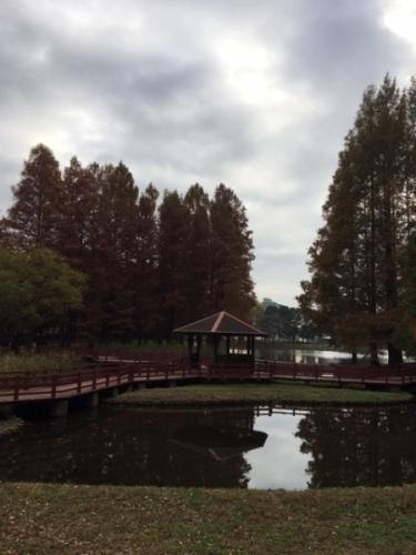 池の周りに木が立っている風景の写真