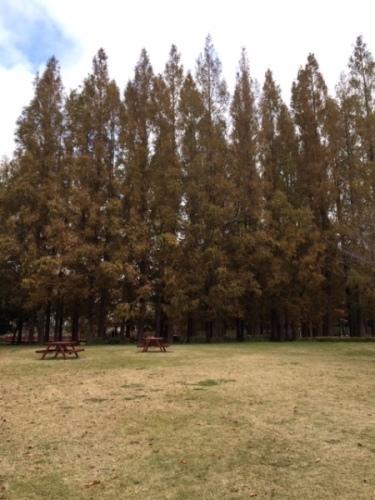芝生の奥に細長い木が並んで立っている写真