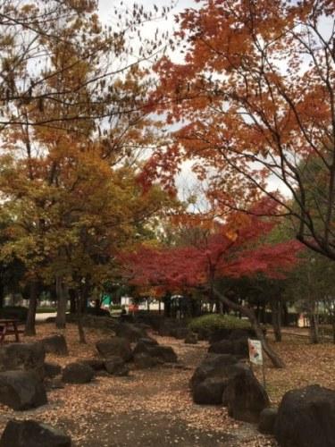 右側に赤い紅葉の木、左側に緑の紅葉の木が立っている写真