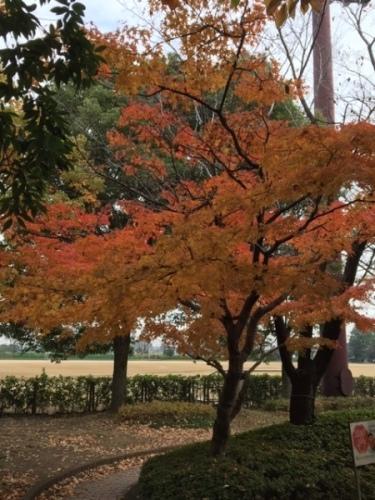 赤く色づいた紅葉の木全体が写されている写真