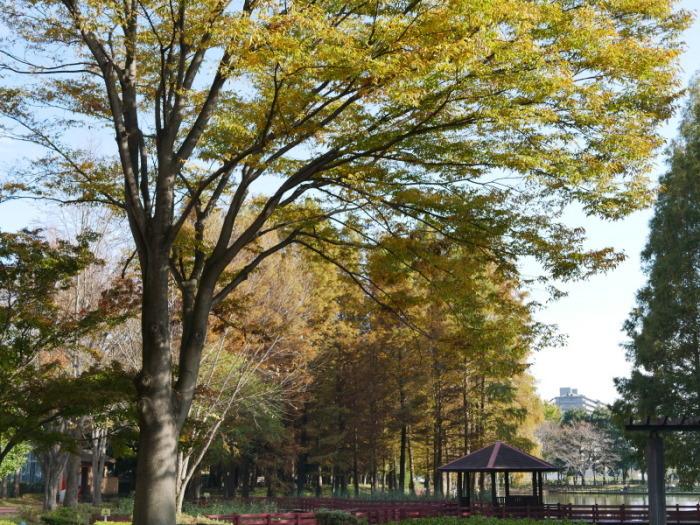 奥には池、手前に緑の葉が茂った木が立っている写真