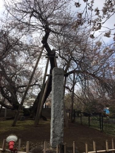 「天然記念物石戸蒲櫻」の石の後ろに桜の木がある写真