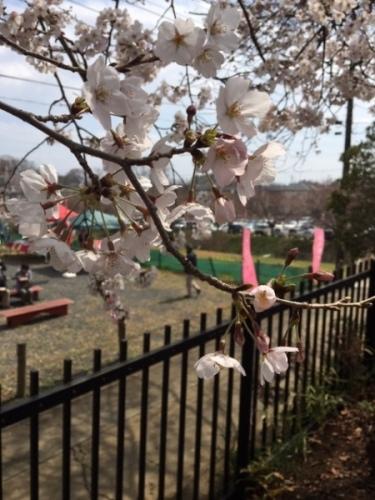 桜の花が開いたアップ写真