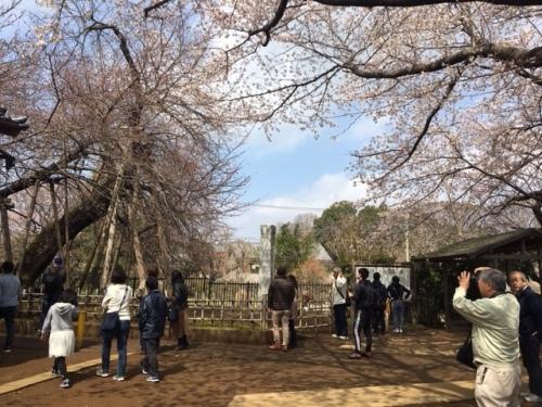 満開の桜を見に来た方々の写真