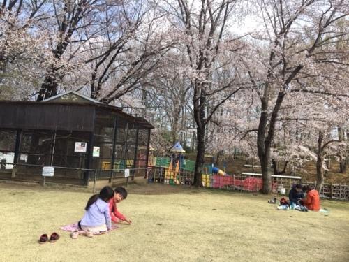 桜の木の下でシートを敷いて楽しむ2組の写真