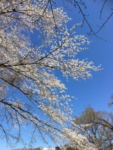 青空に広がる桜満開の写真
