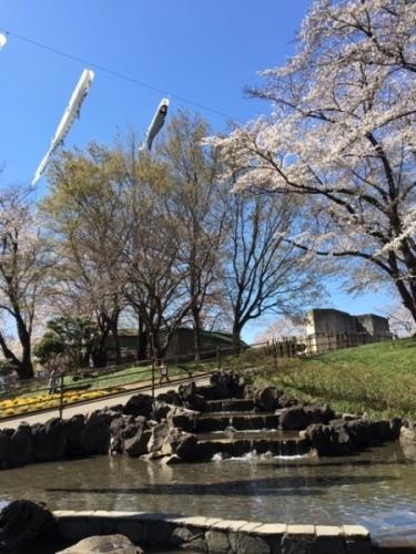 桜の木の間から2匹の鯉のぼりが揺れている写真