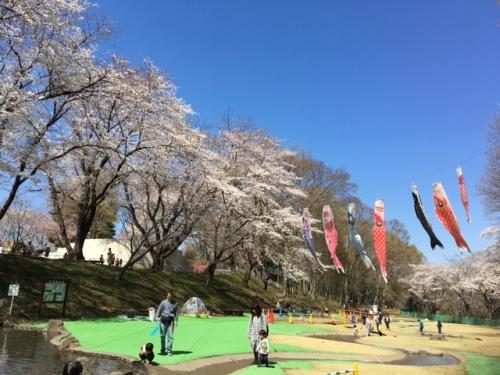 桜並木の横で7匹の鯉のぼりが空を泳いでおり、公園で遊ぶ親子の写真