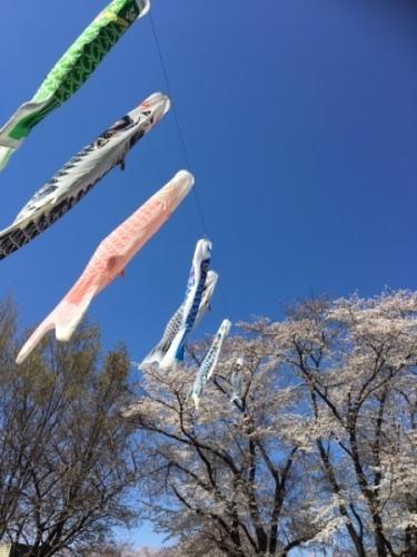 緑、赤、青、黒の鯉のぼりが空を泳ぎ、後ろに桜の木がある写真