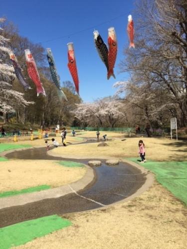 桜並木と7匹の鯉のぼりが空を泳ぎ、公園で水遊びする親子の写真
