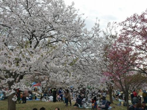 城やピンクの満開の桜の木の下に大勢の人々がシートを敷いてお花見を楽しんでいる写真