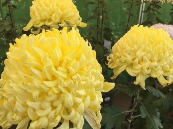 黄色の菊花の写真