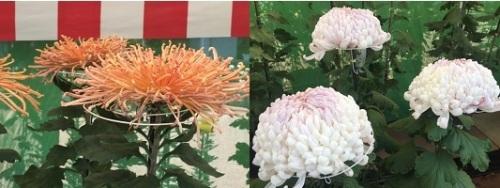 オレンジの菊花と真ん中がピンクでまわりが白の菊花の写真