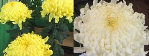 黄色の菊花と白の菊花の写真