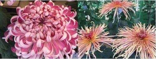 ピンクに近い紫の菊花と薄いオレンジの菊花の写真