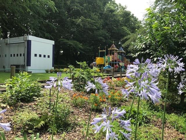 手前の花壇にはアガパンサスの薄紫の花が咲き乱れ、奥には白い建物や滑り台などの遊具が写っている写真