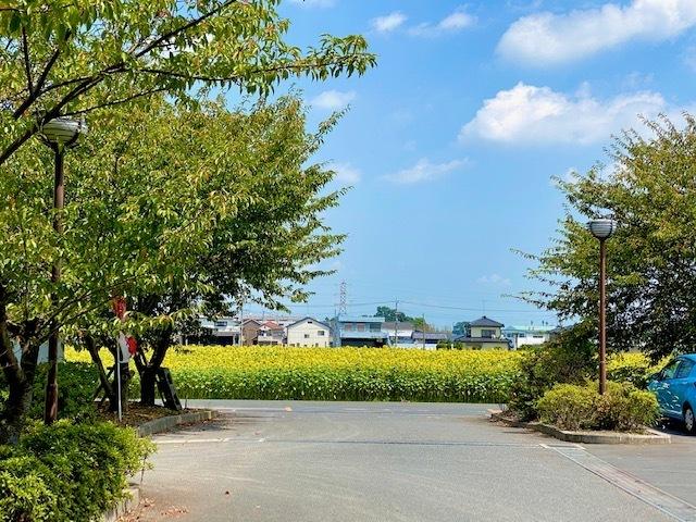 駐車場に青々とした木々がたち、黄色い花や住宅を正面に写した写真
