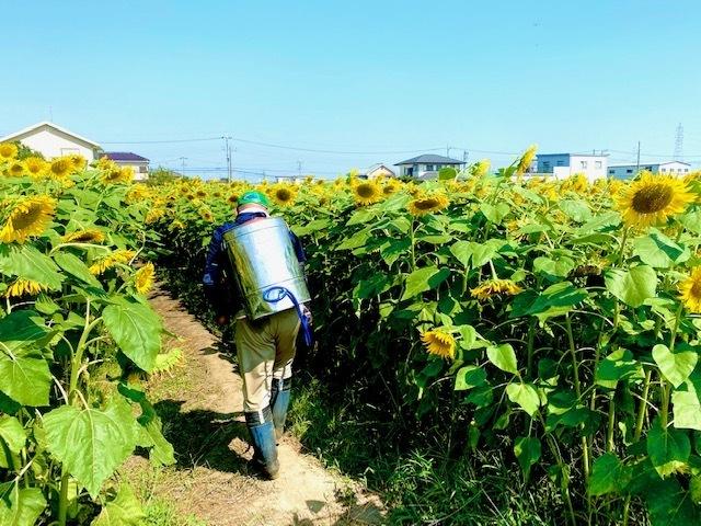 向日葵畑の除草作業をしている男性の写真