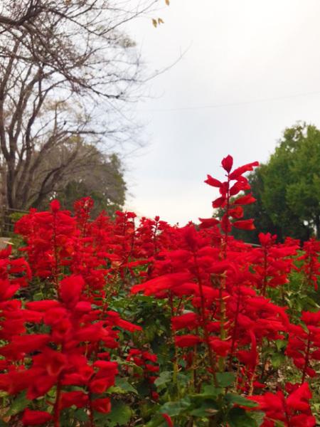 赤いきれいな花が咲き誇っている写真