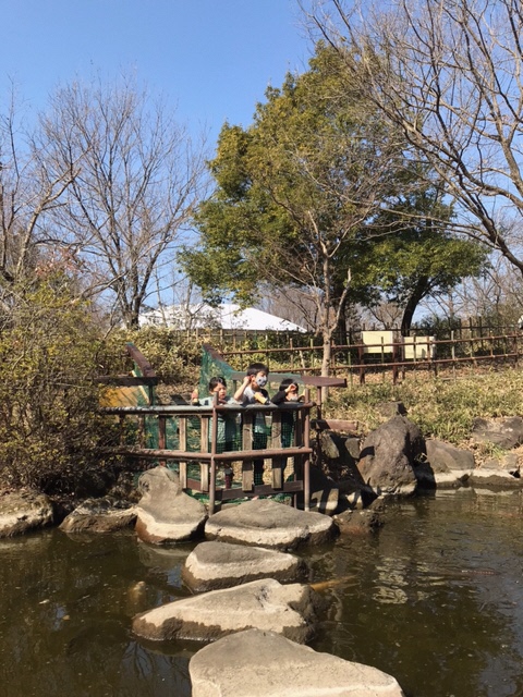 池の鯉に餌をやる