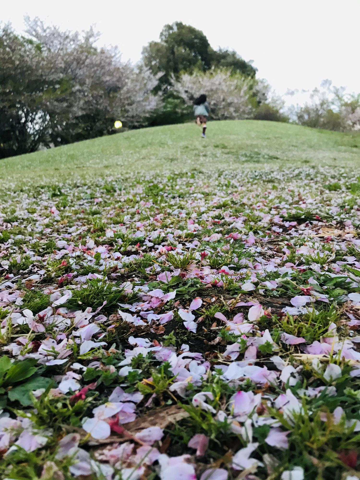 花弁が舞い散る高尾さくら公園の丘