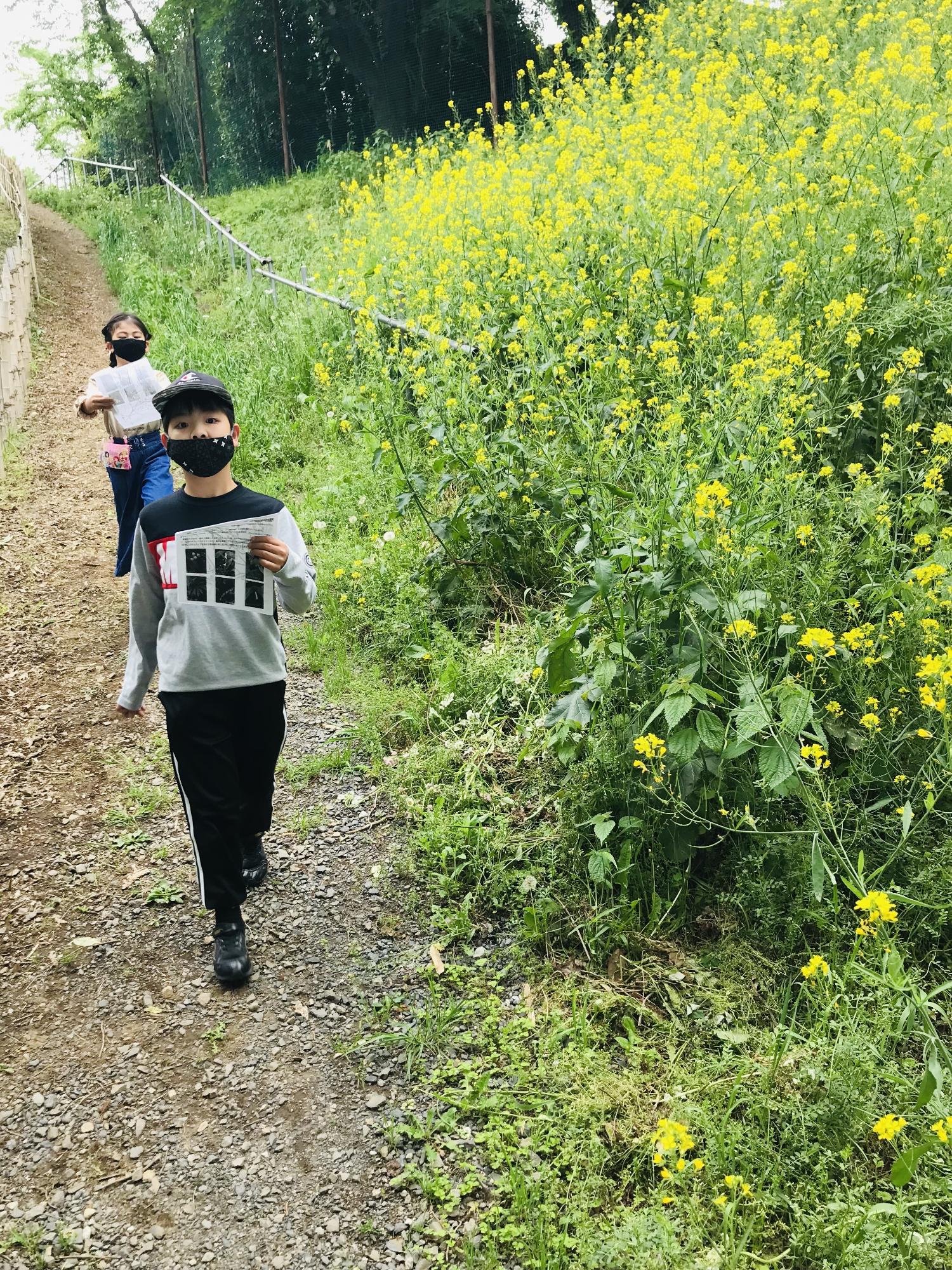 菜の花の近くを歩く兄弟